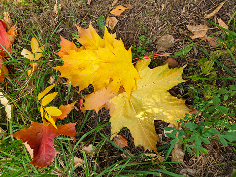 yellow maple leaves lie on the ground.