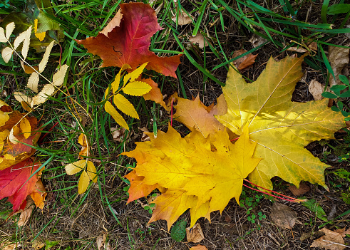 yellow maple leaves lie on the ground.