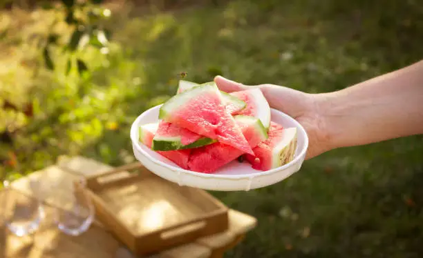 Watermelon slices on a white plate held by a woman's hand. Wasp flies over juicy watermelons. Summer picnic in the yard