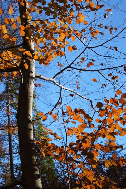 Autumn colors in the forest - beech tree and golden colored leaves in the sunlight and blue sky in the background