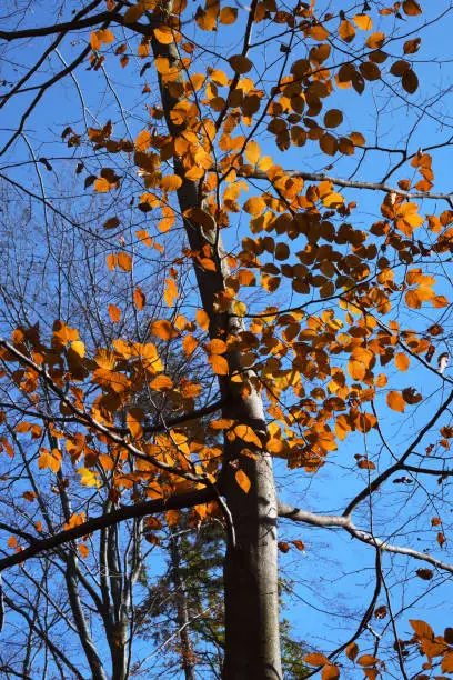 Autumn colors in the forest - beech tree and golden colored leaves in the sunlight and blue sky in the background