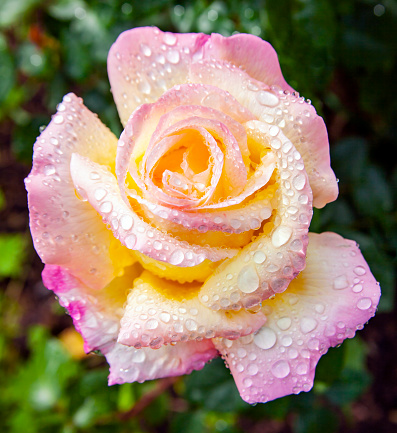 Beautiful rose flower Gloria Dei in water drops after rain. Peace rose, or Gioia, or Madame A. Meilland, a popular hybrid tea rose, the most famous variety of the twentieth century.