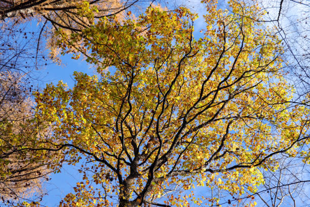 dossel de árvores coloridas e céu azul no outono - treetop sky tree tree canopy - fotografias e filmes do acervo