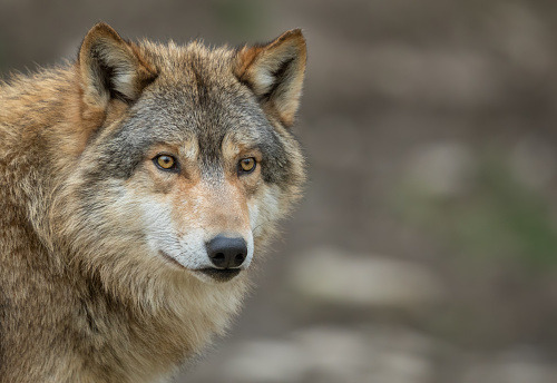 A closeup portrait of a timber wolf on a white background
