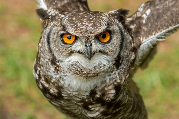 ワシフクロウのクローズショット - owl awe bird close up ストックフォトと画像