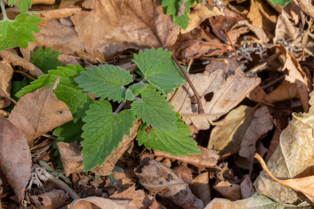 istock Fresh catnip growing through dry leaf cover after a fall frost 1287960333