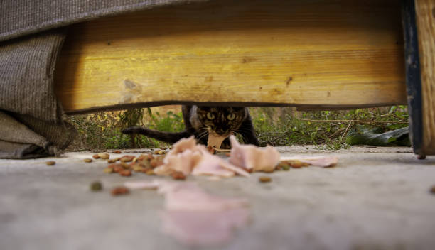 istock Stray cats eating on the street 1287964340