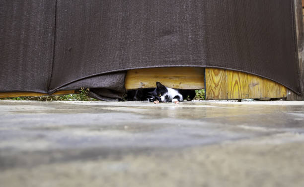 An adorable grey tabby kitten peeks cautiously from behind a wooden plank, its gaze intently focused to the side. The young cat is nestled among green leaves and branches, creating a natural and charming frame. The soft-focus background highlights the kitten's fluffy fur and innocent expression. This image captures a candid moment of a baby animal exploring its garden environment, making it perfect for themes related to pets, cuteness, nature, curiosity, and domestic animals.
