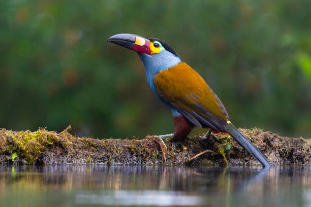 Plate-billed mountain toucan near water
