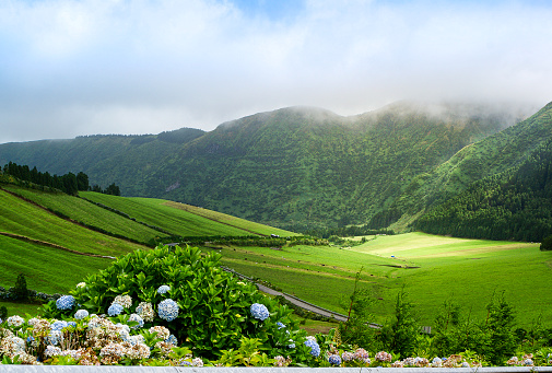 Agricultural landscape in Azores.  In the background are meadows.  In the foreground are seen hydrangeas.