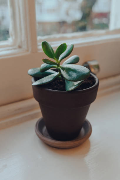 istock Small jade plant in a terracotta pot on a windowsill at home. 1287968736
