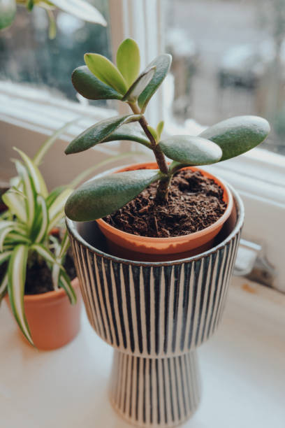 istock Small jade plant in decorative pot on a windowsill at home. 1287968741