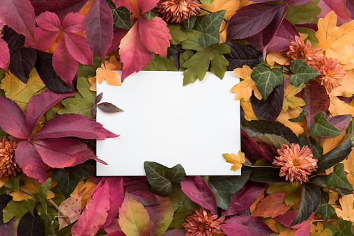 Beautiful Autumn composition of colorful leaves with white card background. Flat lay, top view, copy space