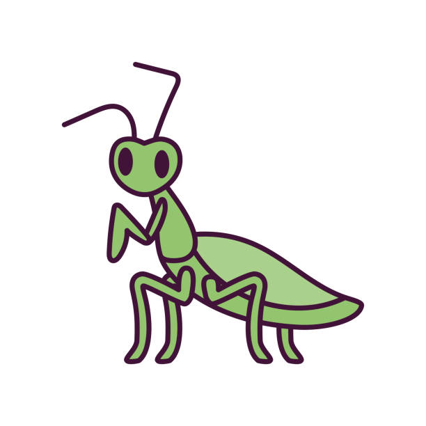 Isolated Cartoon Of A Cricket Stock Illustration - Download Image Now - Insect, Sport of Cricket, Animal - iStock Isolated Cartoon Of A Cricket Stock Illustration - Download Image Now - Insect, Sport of Cricket, Animal - iStock