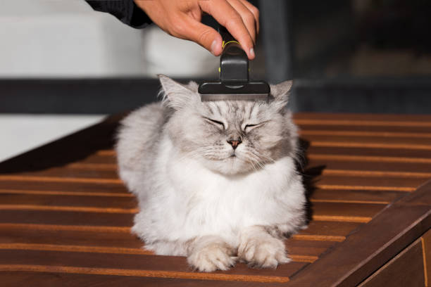 mann kämmt seine schöne graue katze mit furminatorororor pflegewerkzeug. haustierpflege, pflege. katze liebt es, gebürstet zu werden - animal fur domestic cat persian cat stock-fotos und bilder