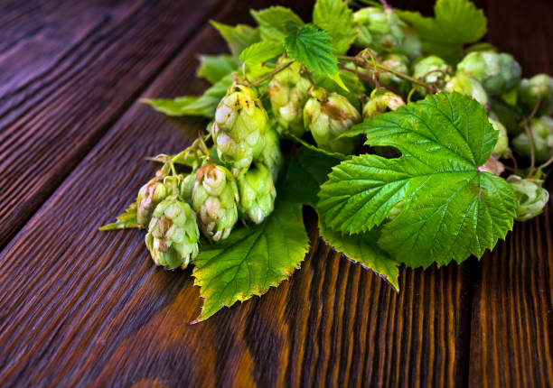 istock Fresh hop plant vine with cones and leaves 1287994808
