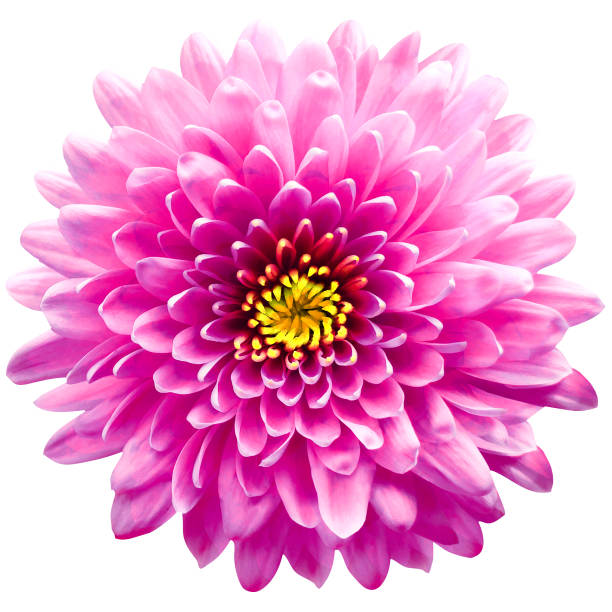 istock pink flower  chrysanthemum on a white  isolated background with clipping path. Closeup. For design. Nature. 1287998022