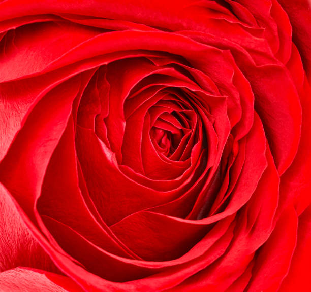 istock Red rose flower. Floral background. Macro. Nature. 1287998056