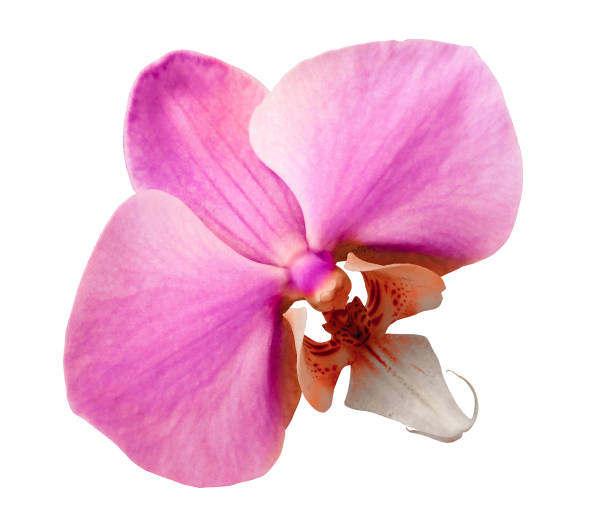 istock phalaenopsis  pink flower, white isolated background with clipping path.  Closeup.  no shadows.   for  design.  Nature. 1287998083