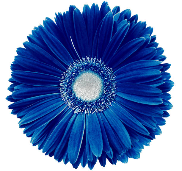 istock gerbera flower blue Flower isolated on a white background. No shadows with clipping path. Close-up. Nature. 1287998088