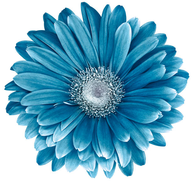 istock blue gerbera flower  isolated on  white background. No shadows with clipping path. Close-up. Nature. 1287998116