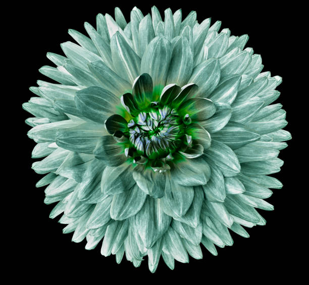 istock green dahlia. Flower on a white isolated background with clipping path.  For design.  Closeup.  Nature. 1287998166