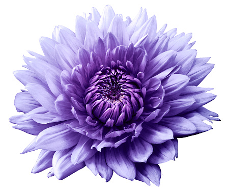 Flower purple motley dahlia. Isolated on a white background. Close-up. without shadows. For design.