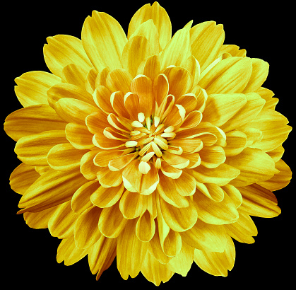 flower  yellow chrysanthemum . Flower isolated on the black background. No shadows with clipping path. Close-up. Nature.