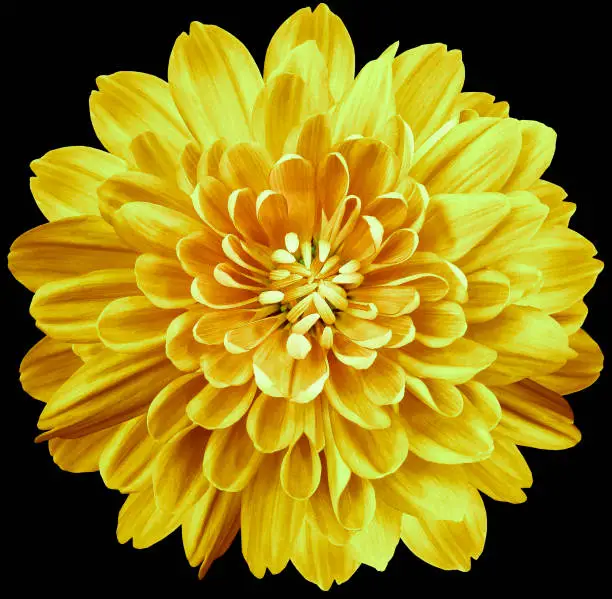 Photo of flower yellow chrysanthemum . Flower isolated on the black background. No shadows with clipping path. Close-up. Nature.