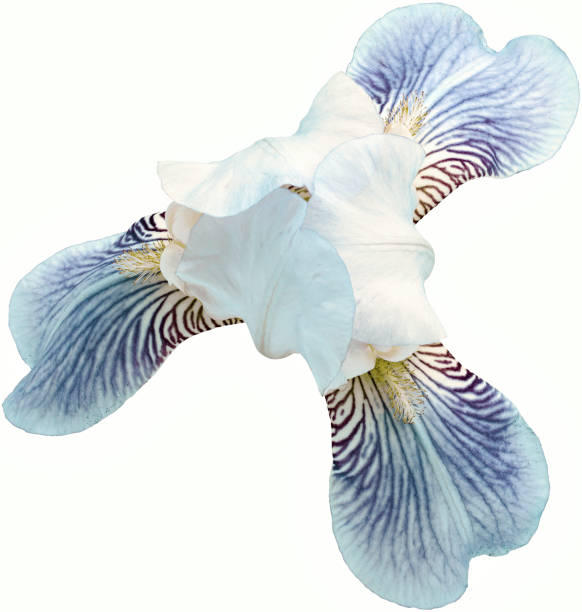 istock light blue iris flower  isolated on white background with clipping path. Close-up. For design 1287999282