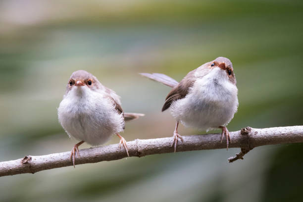 istock Superb Fairy Wren 1287999953