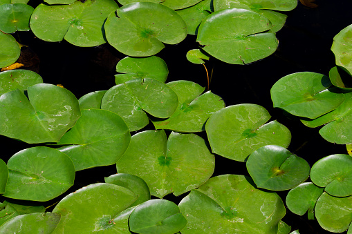 Bright and vibrant large green lily pads floating on a dark and murky water surface, on a bright day.
