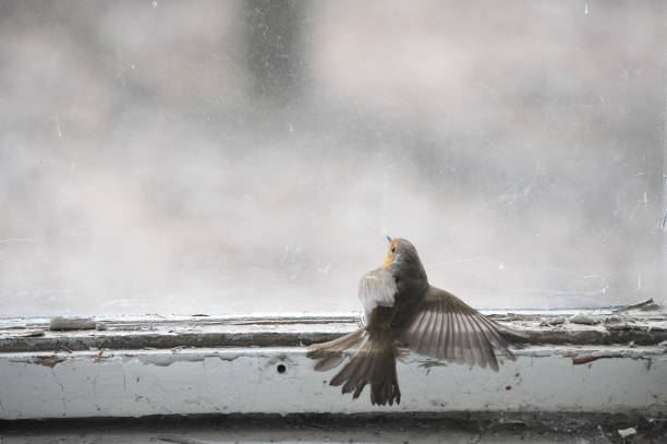 istock Bird stuck in abandoned room in ghost town Pripyat 1288003865