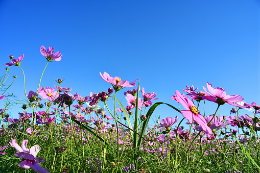 Cosmos flowers are most favorite planted in Taiwan