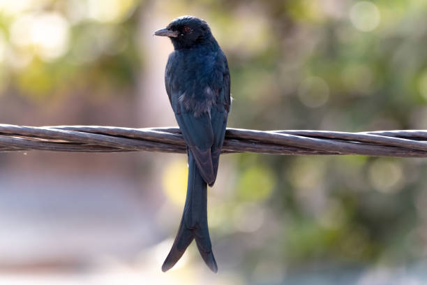 uccello drongo nero - drongo foto e immagini stock