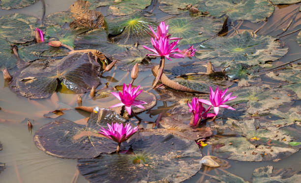 a flor de lótus roxo cresce na lama. - lotus root water lotus plant - fotografias e filmes do acervo