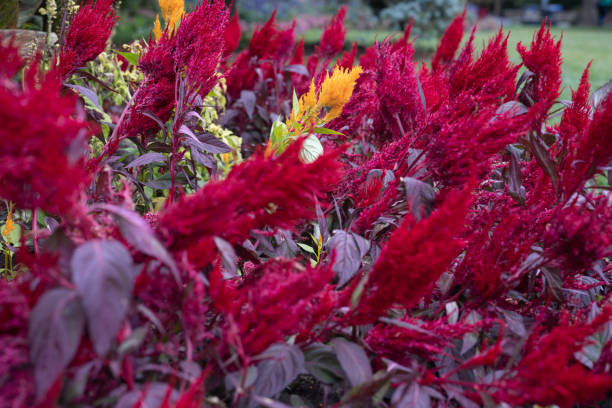 istock Celosia Flower at the garden 1288016604