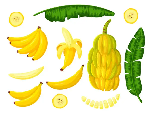 Vector illustration of Vector banana tree tropical fruit set isolated on white