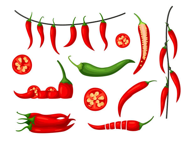 Red hot chili pepper set isolated on white background Red hot chili pepper harvest set. Fresh organic and hanged dried spicy pod, slice and half section, seed grain and chopped cayenne vegetable vector illustration isolated on white background red bell pepper stock illustrations