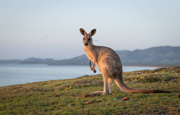 Look at Me Now Headland, Emerald Beach Eastern Grey Kangaroos at Dawn eastern gray kangaroo stock pictures, royalty-free photos & images