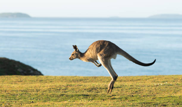 hopping, Look at Me Now Headland, Emerald Beach Eastern Grey Kangaroos at Dawn eastern gray kangaroo stock pictures, royalty-free photos & images