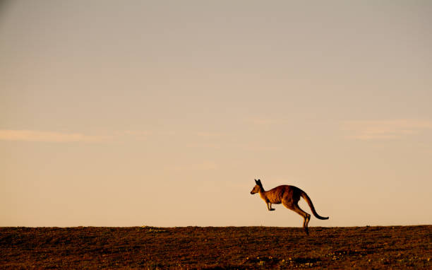 hopping, Look at Me Now Headland, Emerald Beach Eastern Grey Kangaroos at Dawn eastern gray kangaroo stock pictures, royalty-free photos & images