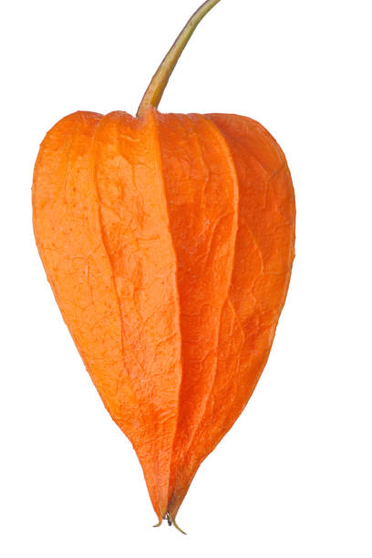 istock isolated winter cherry orange color 1288030681