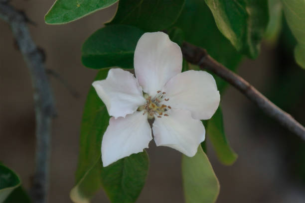 istock The opened flower of the quince tree. 1288030983