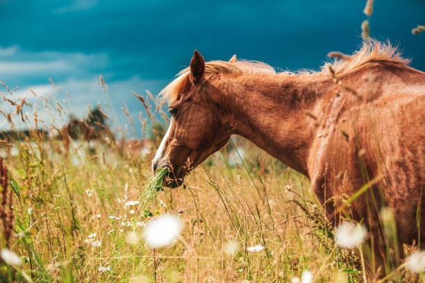 istock Young mini pony horse on a green meadow 1288031744