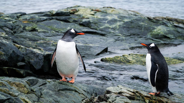 pinguini nella penisola antartica dopo aver superato il canale di lemaire in antartide. - rough antarctica wintry landscape south pole foto e immagini stock