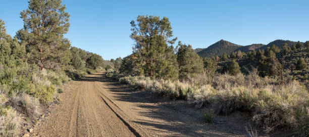 Dirt road in the Bodie Hills Dirt road through pinyon-juniper woodland in Mono County, California juniper tree juniperus osteosperma stock pictures, royalty-free photos & images