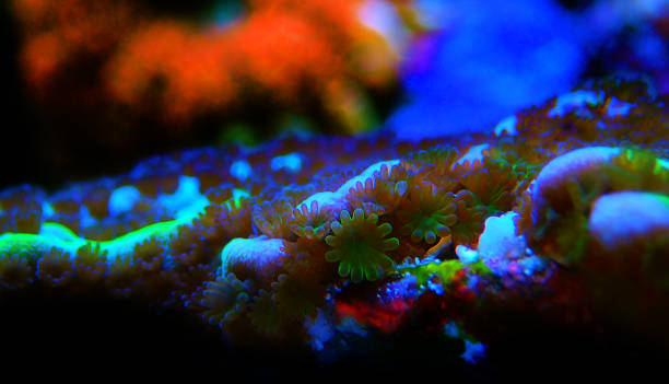 istock Ultra macro shot on montipora polyps sps coral 1288033399