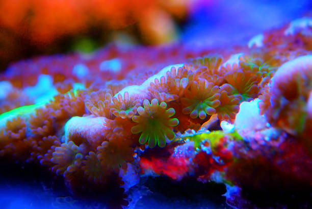 istock Ultra macro shot on montipora polyps sps coral 1288033405