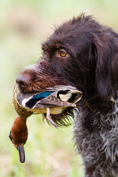 istock the dog keeps a downed duck in his teeth 1288033526